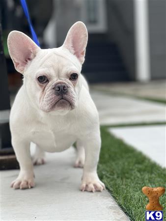 Bestsidebulldogs Picture 1